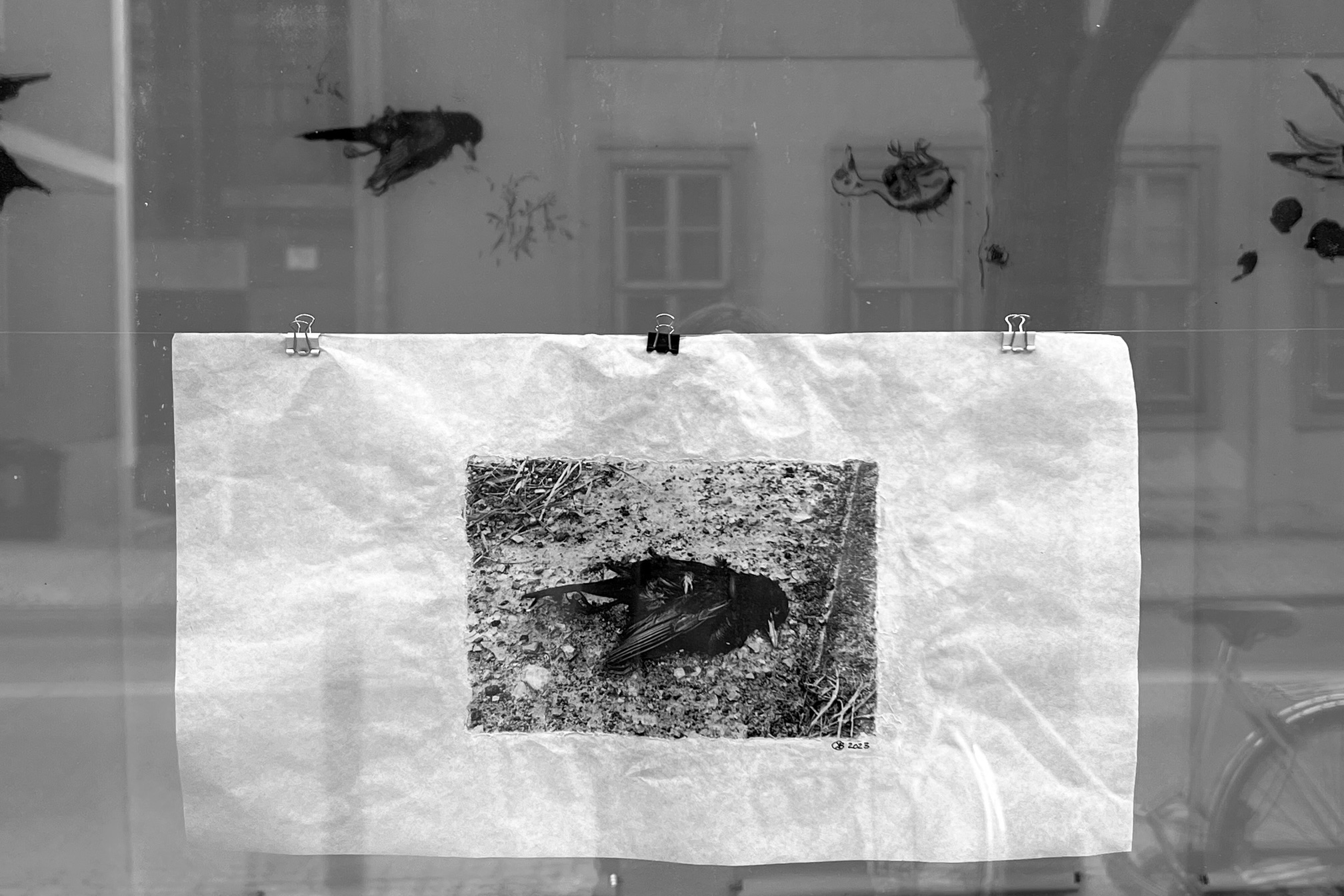 Beate C. Koehler_TRANSITUM_BLACKBIRD_2023